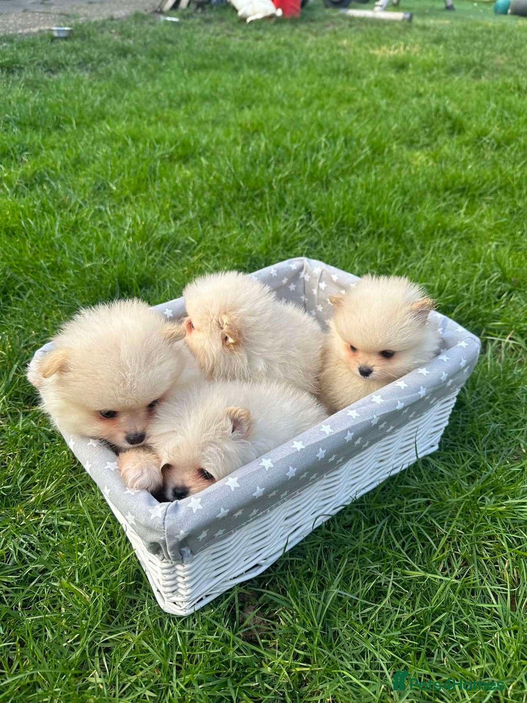 Pomeranian dogs for sale: Adorable Pomeranian Puppies for Sale!  - Image 6