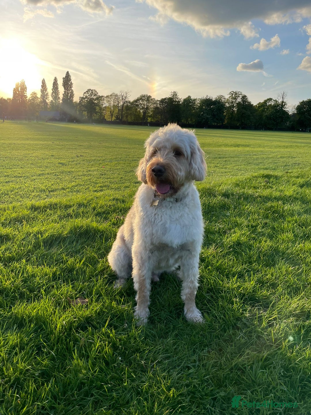 Labradoodle dogs for sale: Loving Home Wanted for 4-Year-Old Labradoodle - Image 6