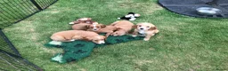 Mixed Breed dogs for sale: DAKOTA RETRIEVER CROSS COCKERLIER PUPPIES - Advert 12