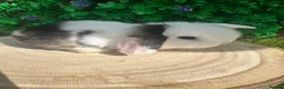 Mini Lop rabbits for sale: Stunning purebred mini lops  - Advert 7