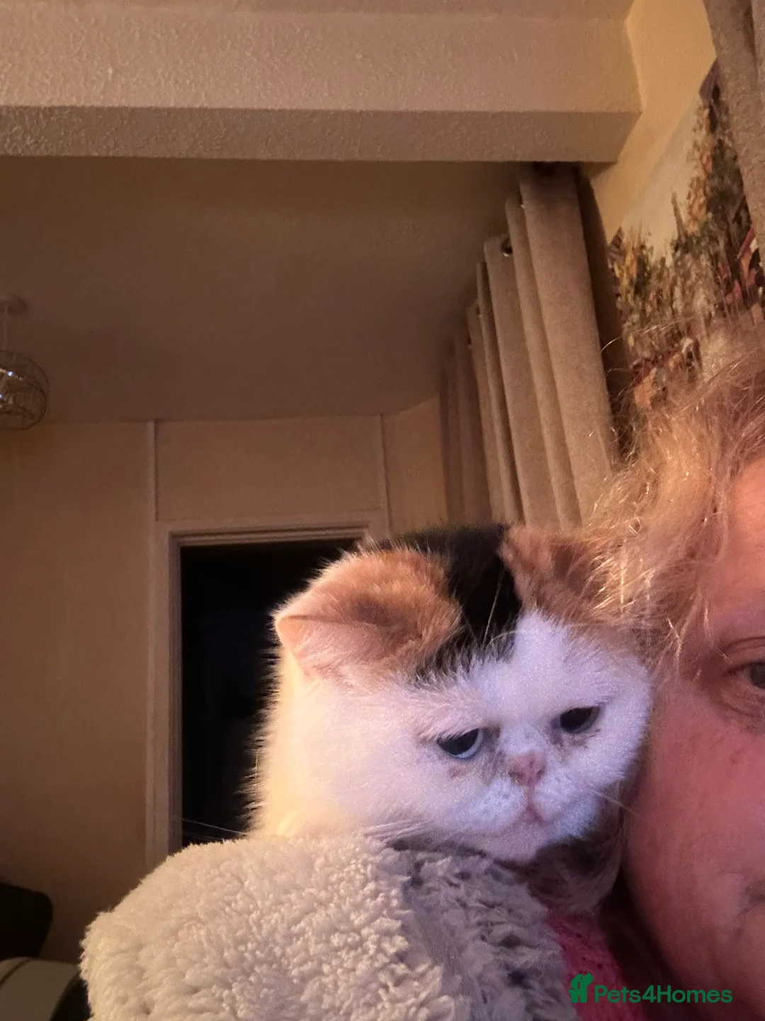 Exotic cats for sale: Mrs Phipp in Yeovil - Advert 2