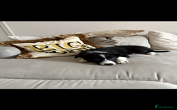Border Collie dogs for sale: Otis  - Image 7