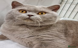 British Shorthair cats for sale: British Shorthair big boy  - Image 3