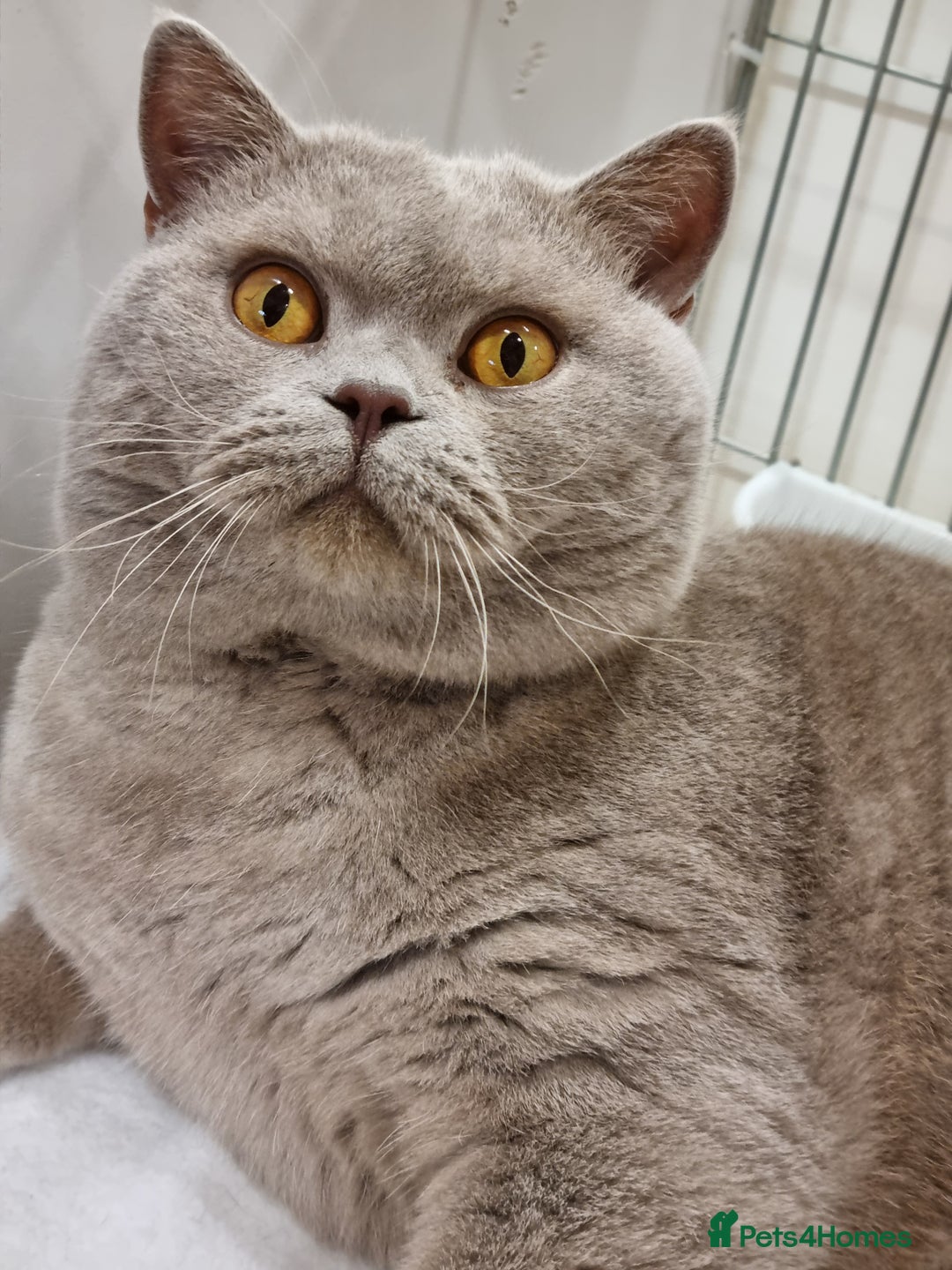 British Shorthair cats for sale: British Shorthair big boy  - Image 3