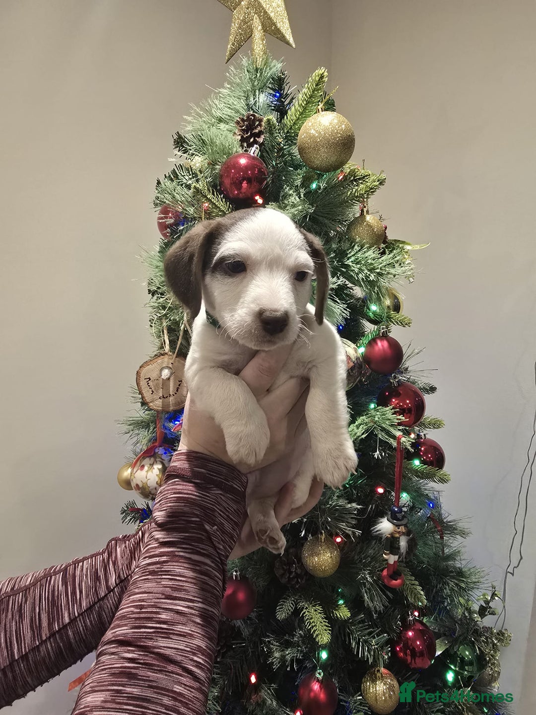 Mixed Breed dogs for sale: Beautiful Jackapoo puppies for sale- Available now - Advert 7