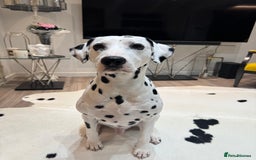 Dalmatian dogs for stud: PROVEN Black spot KC registered Dalmatian for STUD in Romford - Image 3