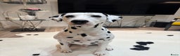 Dalmatian dogs for stud: PROVEN Black spot KC registered Dalmatian for STUD in Romford - Advert 9