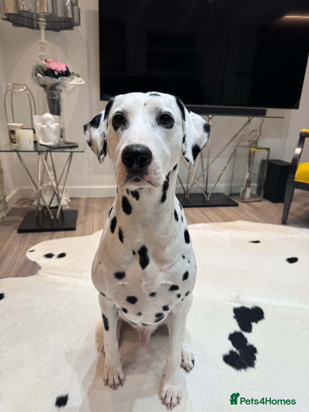 Dalmatian dogs for stud: PROVEN Black spot KC registered Dalmatian for STUD in Romford - Image 3