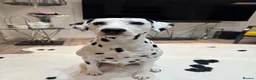 Dalmatian dogs for stud: PROVEN Black spot KC registered Dalmatian for STUD in Romford - Advert 9