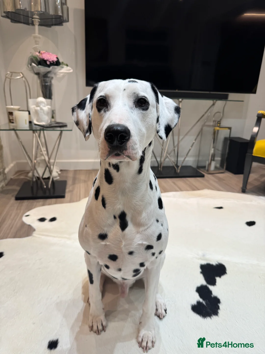 Dalmatian dogs for stud: PROVEN Black spot KC registered Dalmatian for STUD in Romford - Advert 9