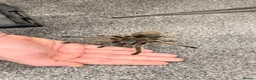 Tarantulas invertebrates for sale: AF G. Rosea  - Advert 1