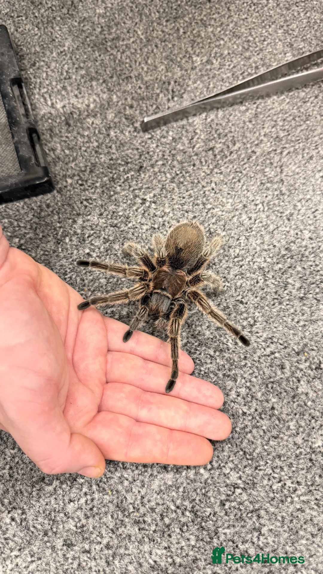 Tarantulas invertebrates for sale: AF G. Rosea  - Advert 1