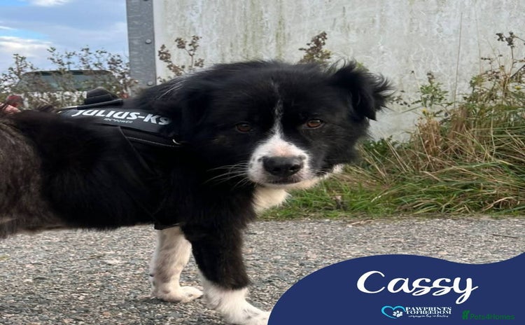 Mixed Breed dogs - Advert 4