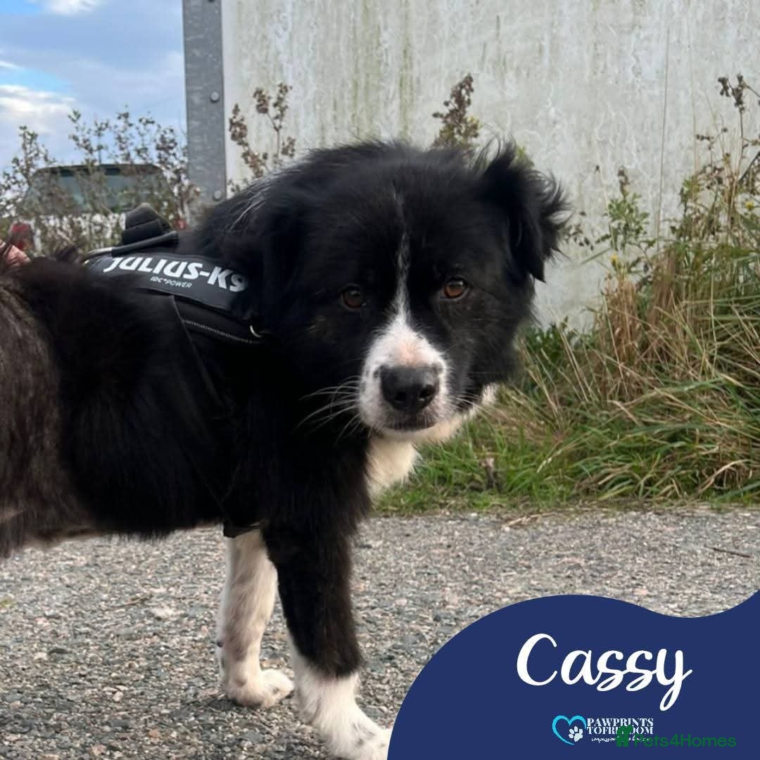 Mixed Breed dogs for adoption: Meet Cassy, currently residing in Essex  - Image 1
