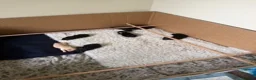 Labrador Retriever dogs for sale: Waiting List Now Open for Exceptional Litter - Advert 11