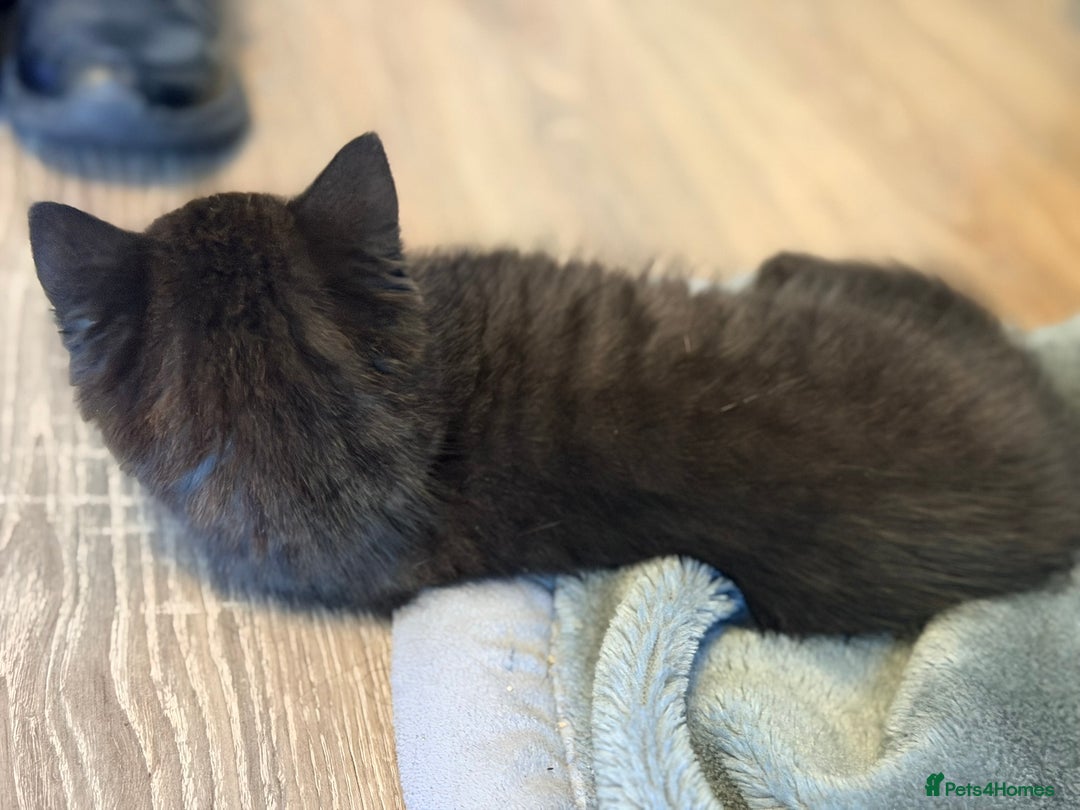 Scottish Fold cats for sale: Scottish fold kittens for sale! - Advert 12