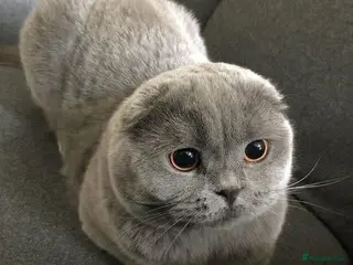 Scottish Fold cats 🐾 Scottish Fold cat, Needs a Home 🏡 😻🐾 - Advert 12