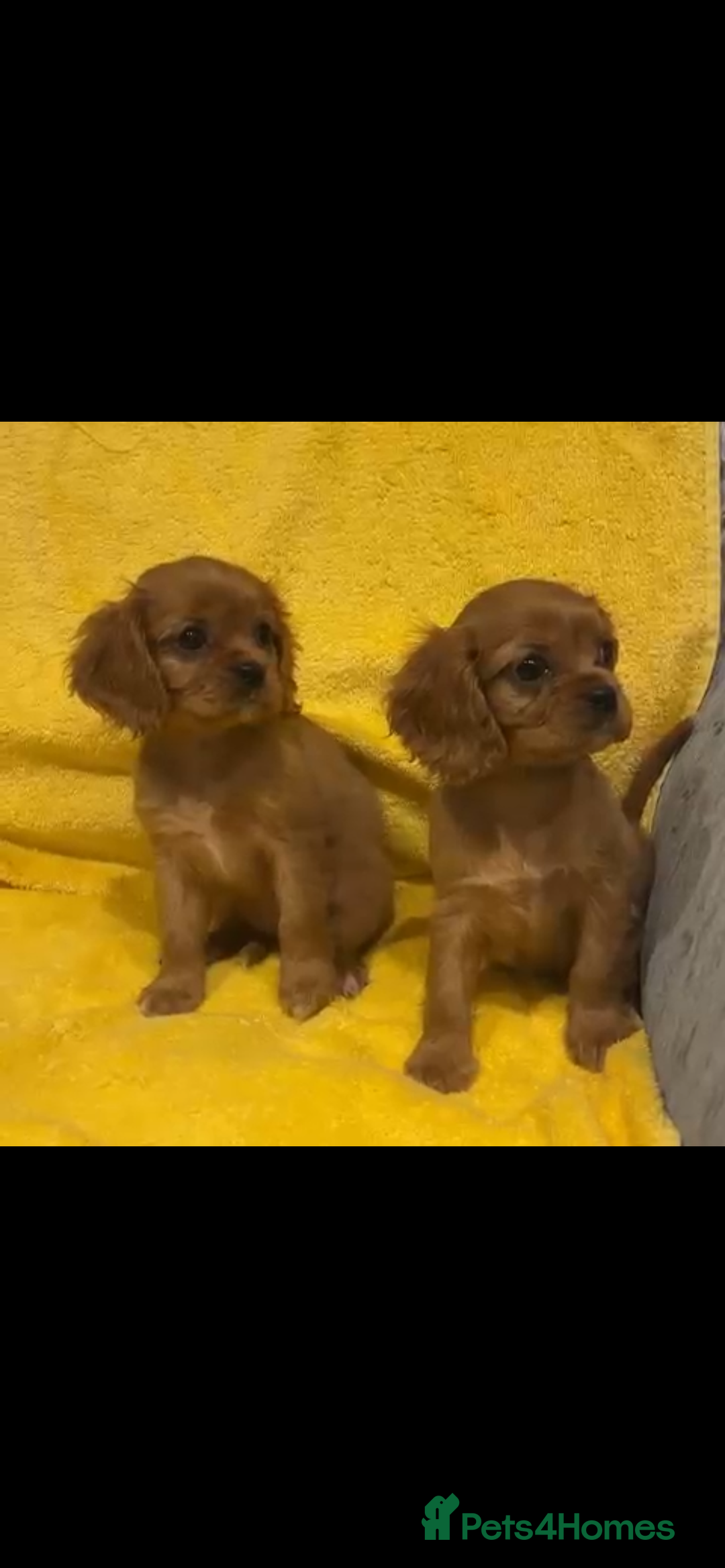 Cavalier King Charles Spaniel dogs for sale: Cavalier King Charles spaniel puppies 3 bitches  - Image 3