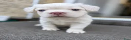 French Bulldog dogs for sale: CREAM FLUFFY FRENCHIE in Blackwood - Advert 3