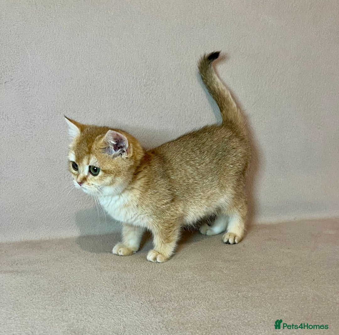 British Shorthair cats for sale: 🐾BSH Golden Kittens🐾  - Advert 5