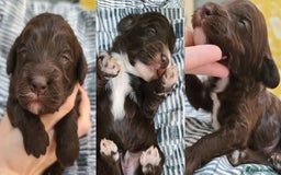 Cockapoo dogs for sale:  Chocolate F1 Cockapoos DNA Tested  - Advert 1