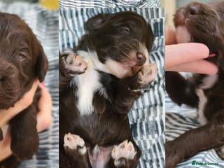 Cockapoo dogs 1 GIRL. Chocolate F1 Cockapoos DNA Tested - Advert 8