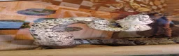 Boa Snake reptiles for sale: Boa constrictor  - Advert 5