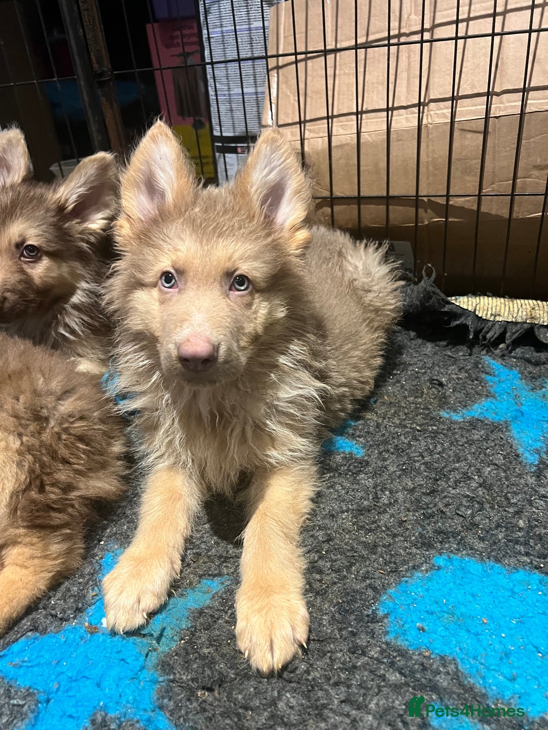 German Shepherd dogs for sale: German Shepherd Puppies Liver Isabella Blue Black  - Advert 14