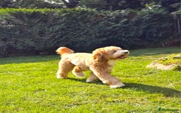 Cockapoo dogs for stud: Hip 0/0🌟 Elbow 0/0🌟 Australian Labradoodle - Advert 34