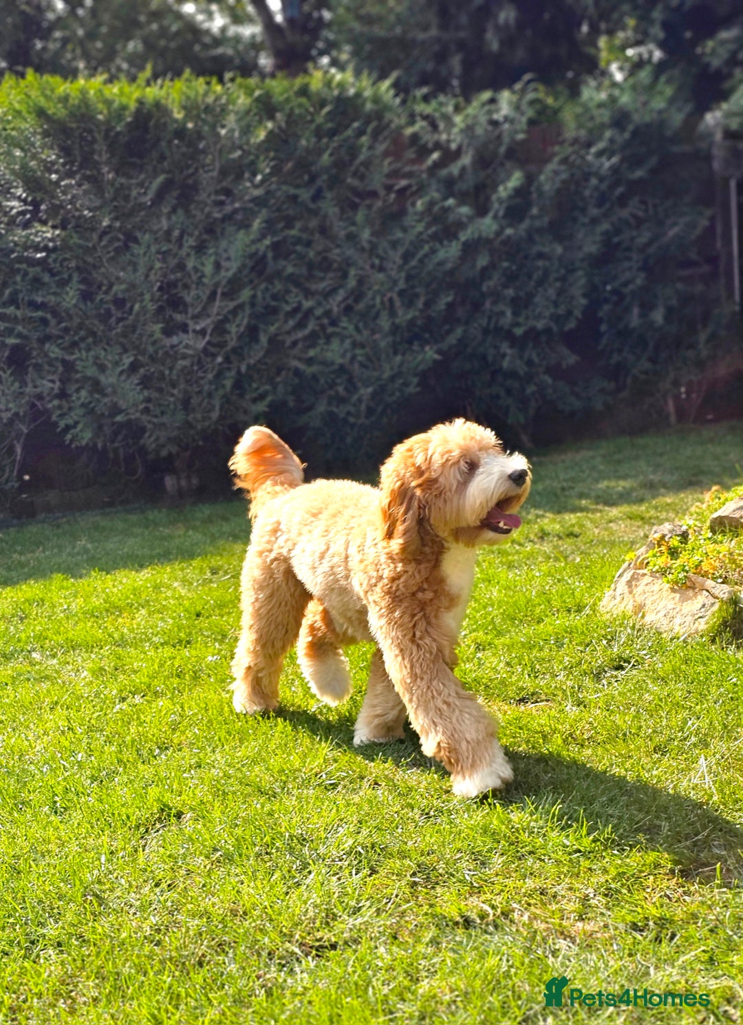 Cockapoo dogs for stud: Hip 0/0🌟 Elbow 0/0🌟 Australian Labradoodle - Advert 34