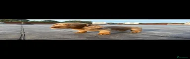 Miniature Dachshund 1