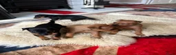 Miniature Pinscher dogs for sale: KC REG MINIATURE PINSCHER PUPPIES in Middlesbrough - Advert 4