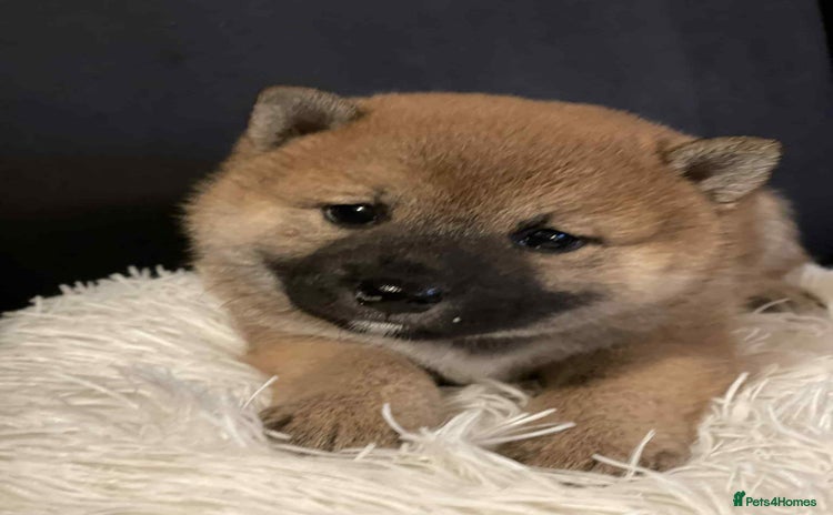 Japanese Shiba Inu dogs - Advert 6