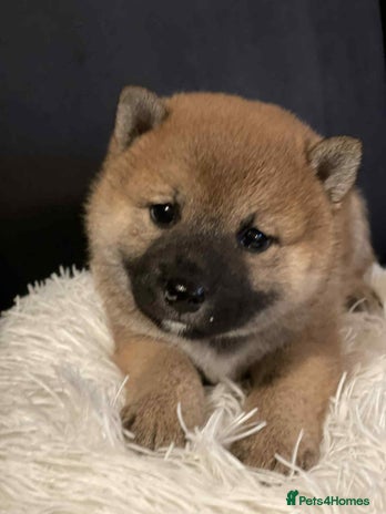 Japanese Shiba Inu dogs - Advert 2