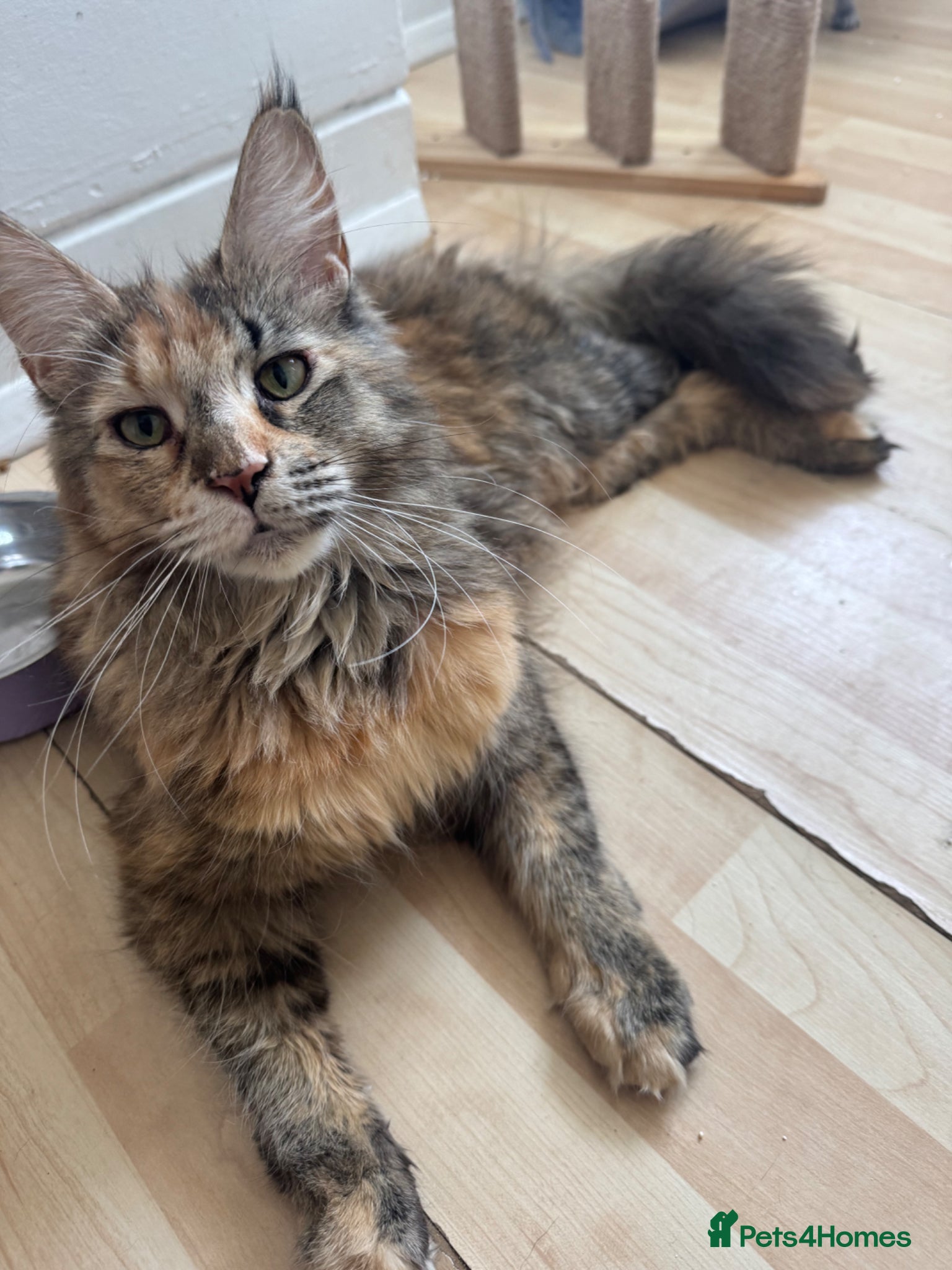 Maine Coon cats TICA active Maine Coon female DNA tested - Advert 4
