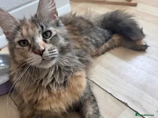 Maine Coon cats TICA active Maine Coon female DNA tested - Advert 4