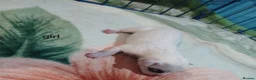 Staffordshire Bull Terrier dogs for sale: Adorable puppy for Staffordshire Bull Terrier - Advert 8