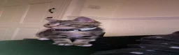 Domestic Shorthair cats for sale: Kitten called biscuit  - Advert 3