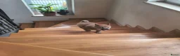 Japanese Shiba Inu dogs for sale: Pure Breed Japanese Shiba Inu Puppies  in Goole - Advert 11