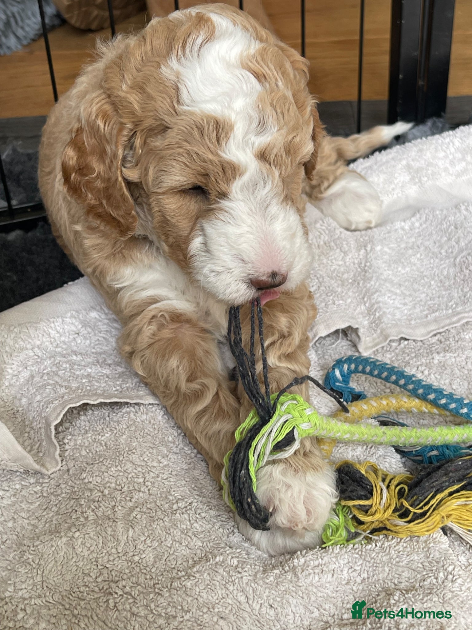 Australian Labradoodle dogs Australian Labradoodle Puppies Only 2 Remaining - Advert 2