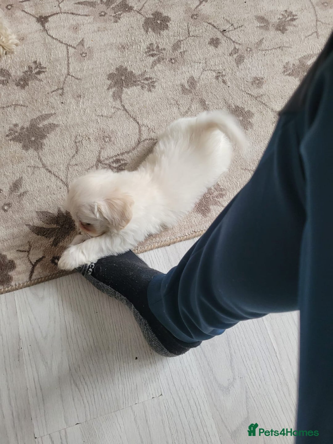 Bichon Frise dogs for sale: Anca  - Image 3
