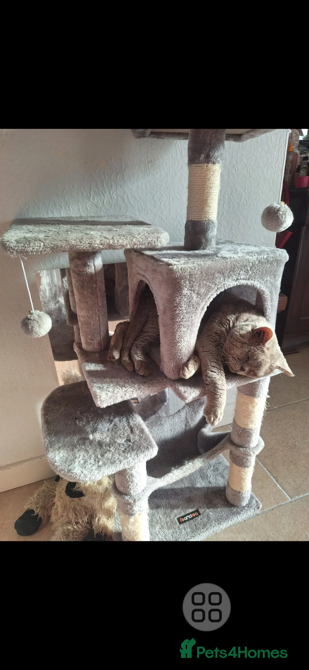 Scottish Fold cats for sale: Schotis straight and fold - Advert 2