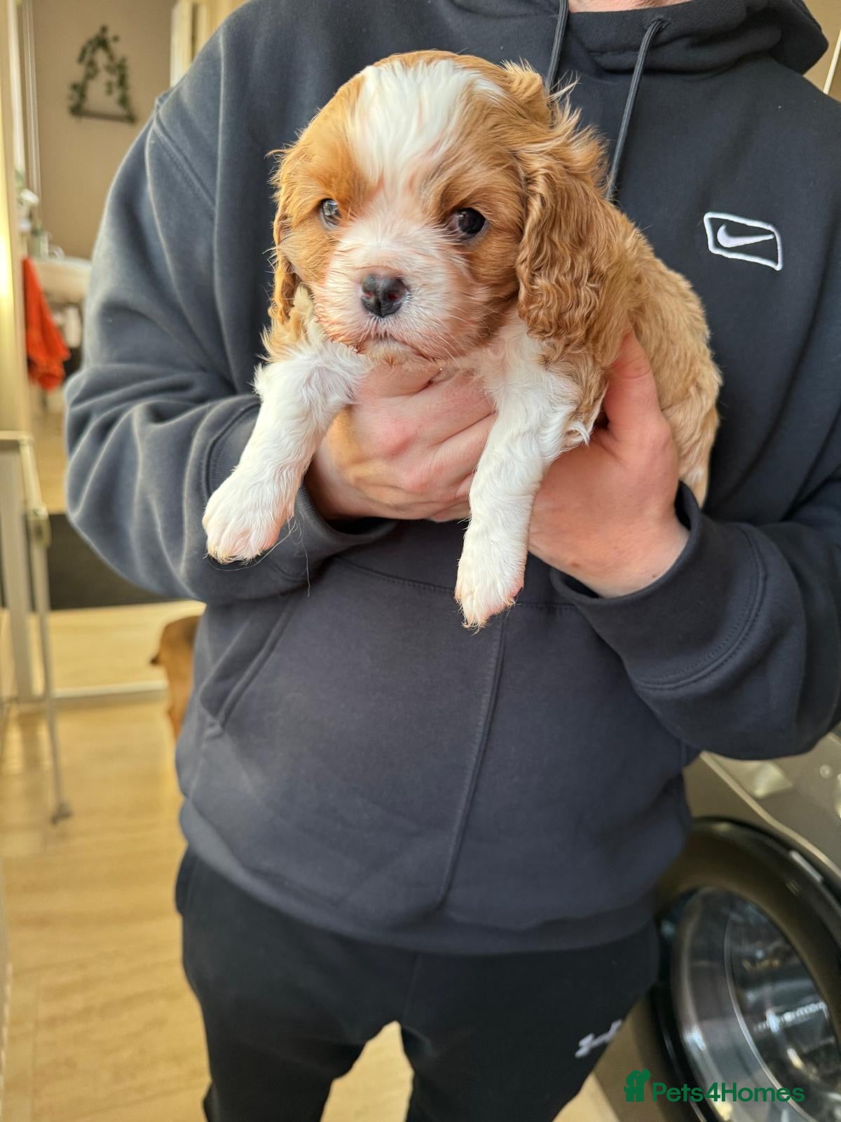 Cavalier King Charles Spaniel dogs King Charles Spaniel boy - Advert 15