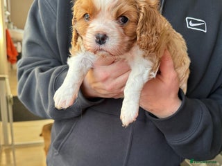 Cavalier King Charles Spaniel dogs King Charles Spaniel boy - Advert 15