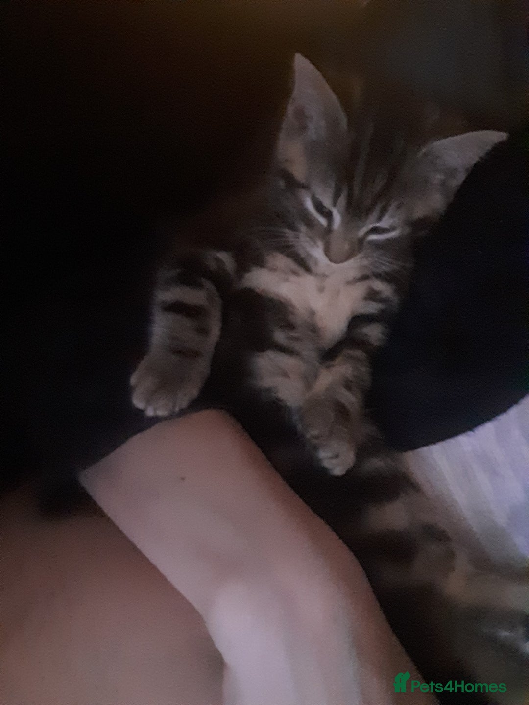 Mixed Breed cats for sale: 1 beautiful tabby boy and 1 grey short-haired boy - Advert 3