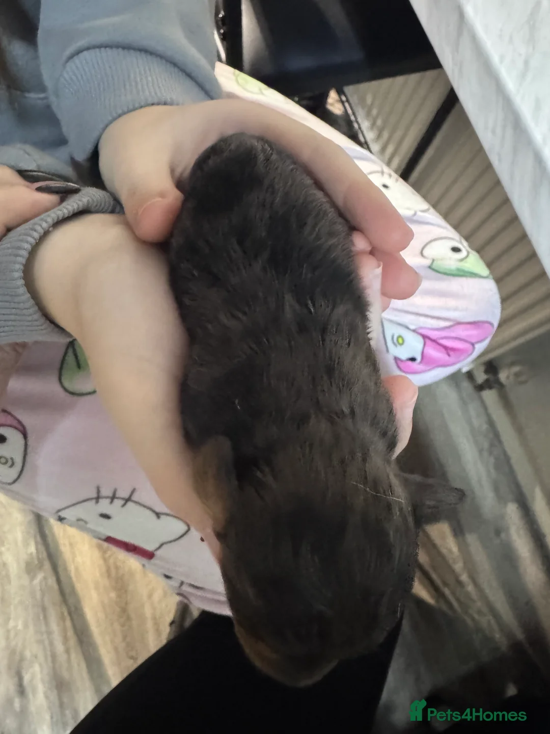 Doxiepoo dogs for sale: Beautiful doxipoo baby’s  - Advert 15