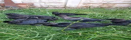 Chickens poultry for sale: Ayam Cemani Chicks – Hatched 12th June – Unsexed - Advert 5