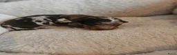 Miniature Dachshund dogs for sale: 3 beautiful longhaired dapple dachshund - Advert 6