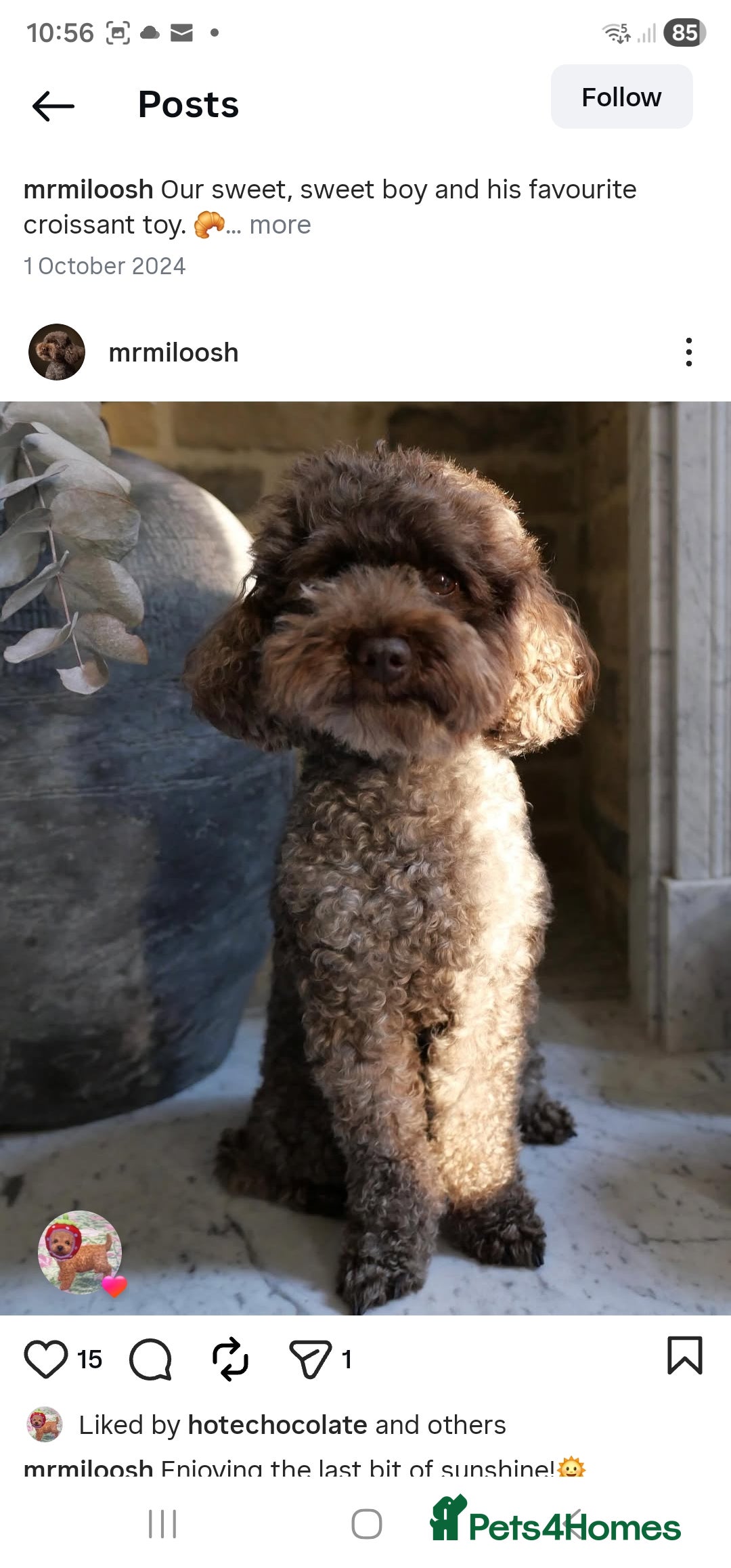 Toy Poodle dogs for sale: Chocolate Toy Poodle - Advert 5