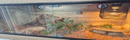 Bearded Dragon reptiles for sale: Bearded Dragon in Bedford - Advert 3